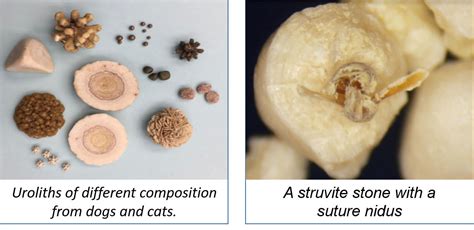 erotiths|Urinary Stones (Uroliths, Calculi) in Cats .